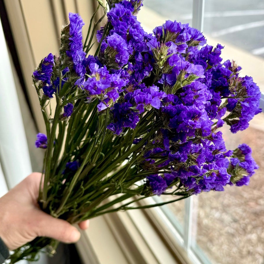 Statice Limonium Sinuatum - Purple Statice – Dried Flowers Forever