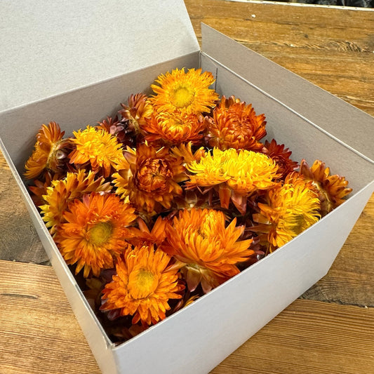 orange strawflower heads bulk dried flowers forever