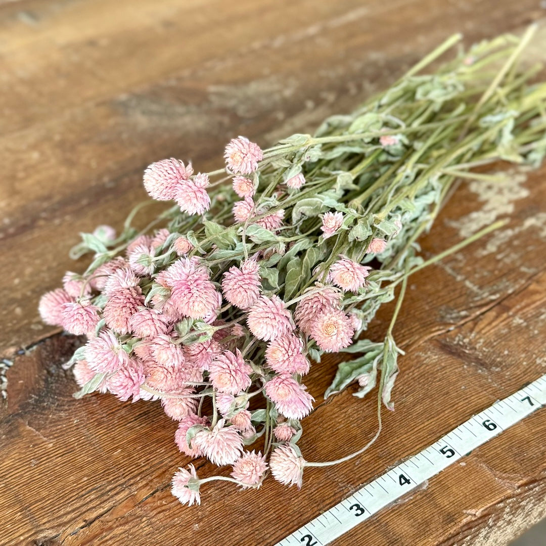 pink gomphrena globe amaranth diy dried flowers forever