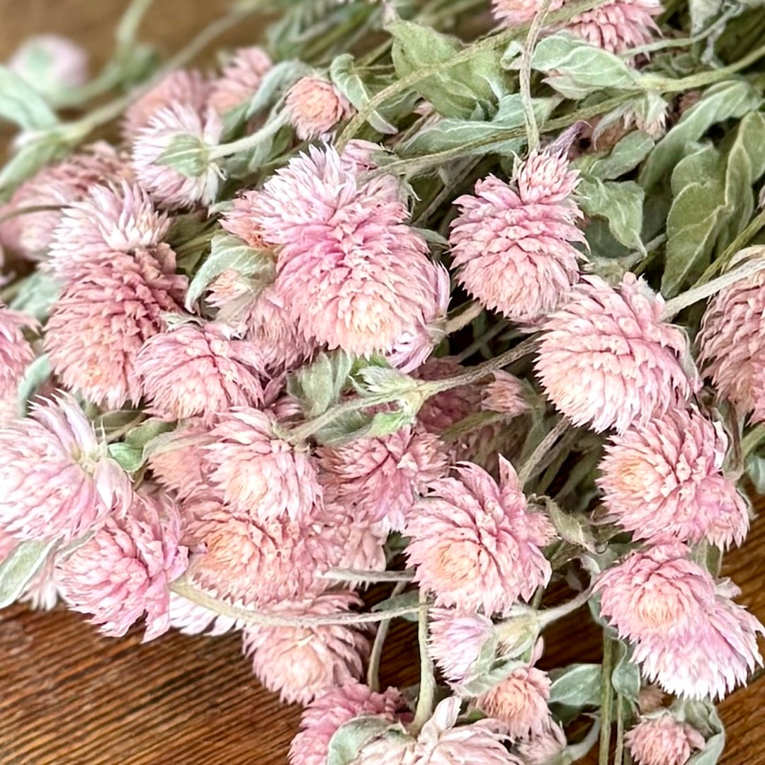 pink gomphrena globe amaranth dried flowers forever diy