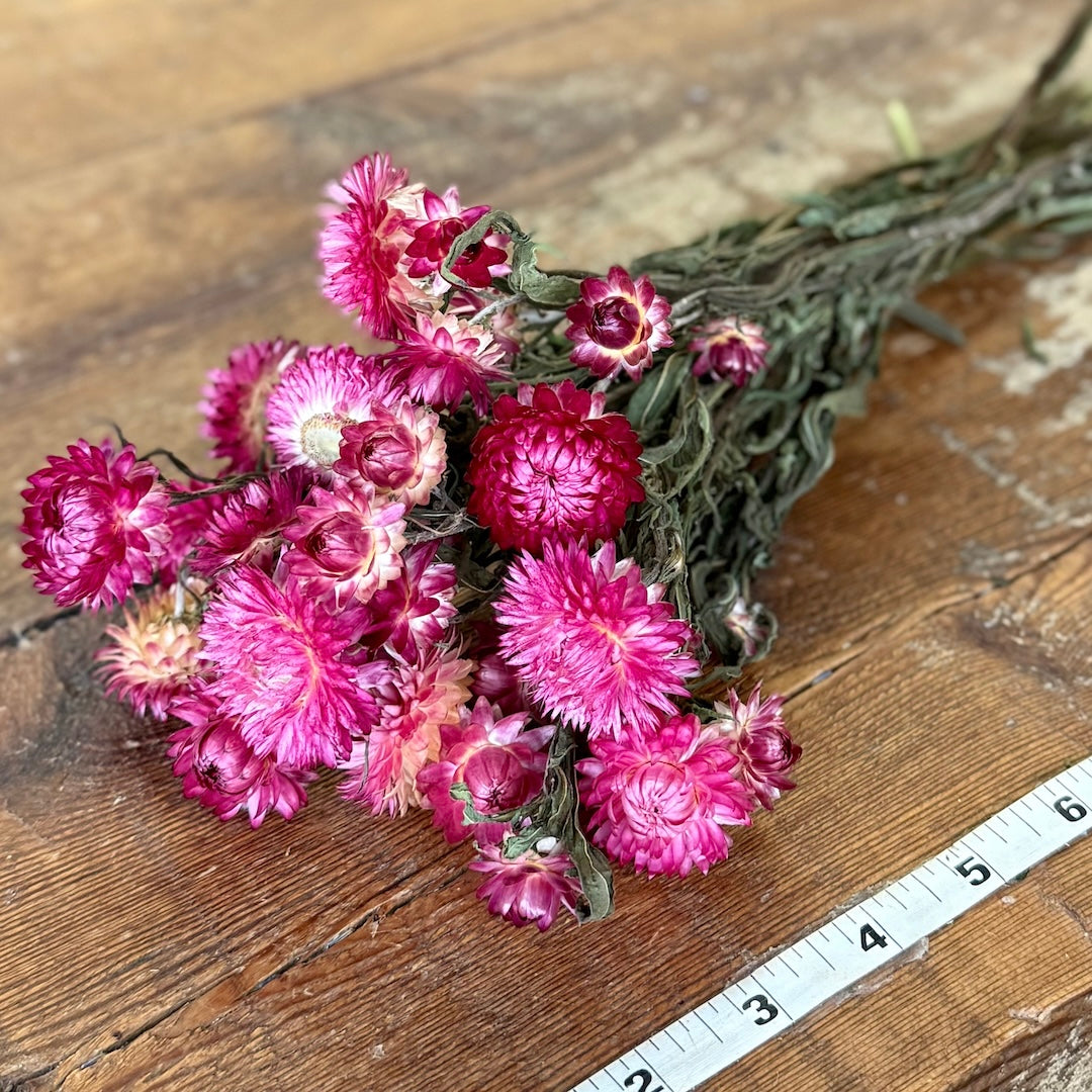 Strawflowers (Helichrysum) - Rose