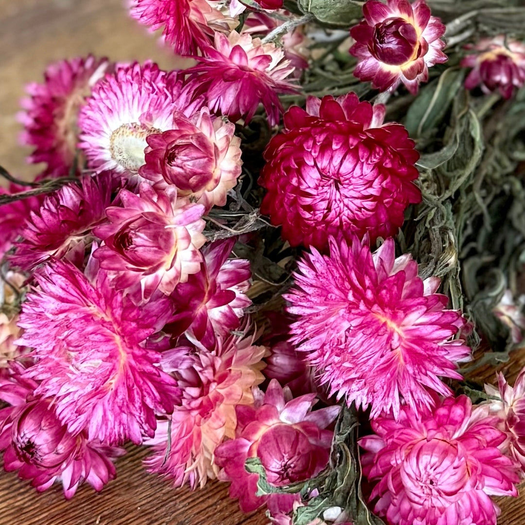 Strawflowers (Helichrysum) - Rose