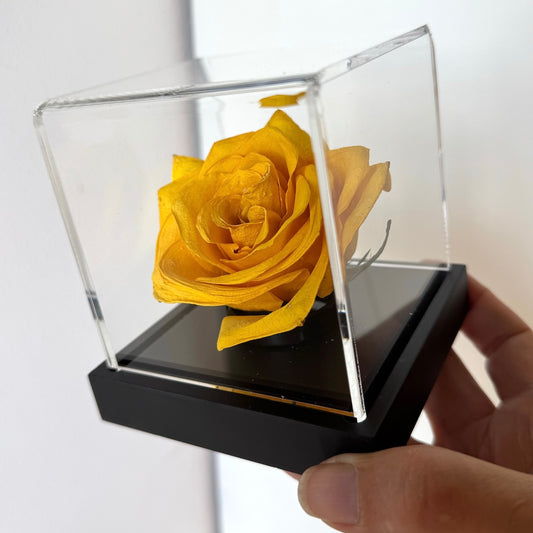 Yellow rose in a clear  case held by a hand against a white background