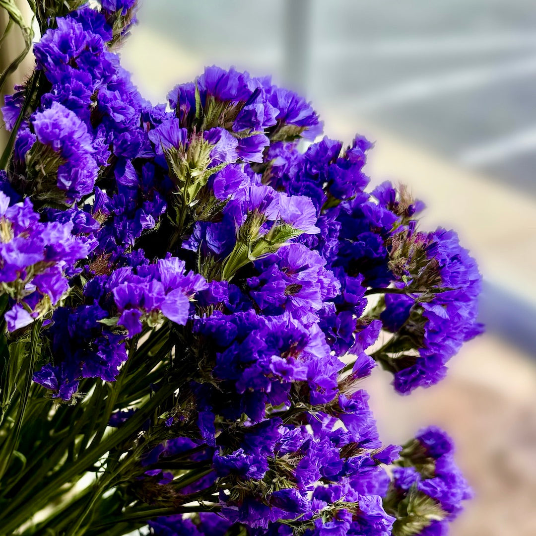 purple indigo statice limonium diy bulk dried flowers forever