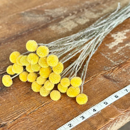 yellow billy balls craspedia diy dried flowers forever