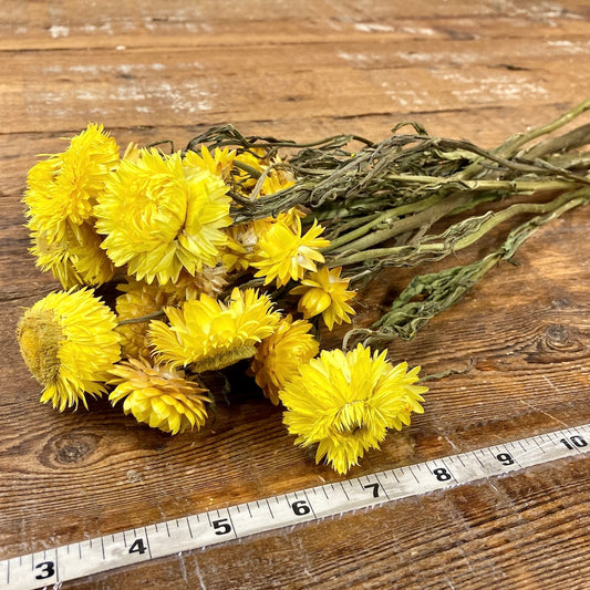 yellow strawflowers dried flowers diy bulk forever