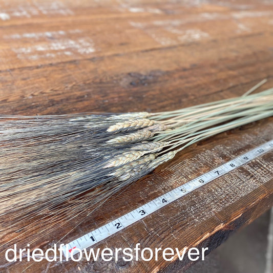 Black Neutral Awned Tipped Wheat Dried Flowers DIY