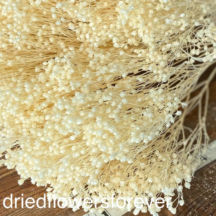 Dried & Preserved Flowers DIY Bundles Dried Flowers Forever