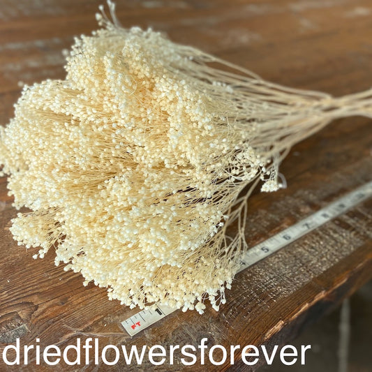 Bleached White Broom Bloom Dried Flowers DIY