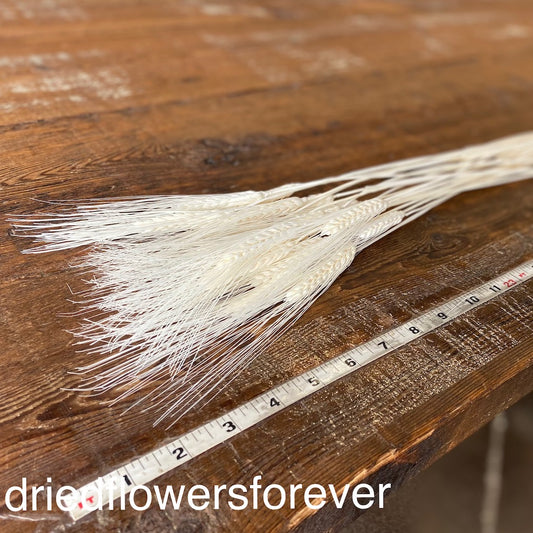 Bleached Awned White Wheat Dried Flowers DIY