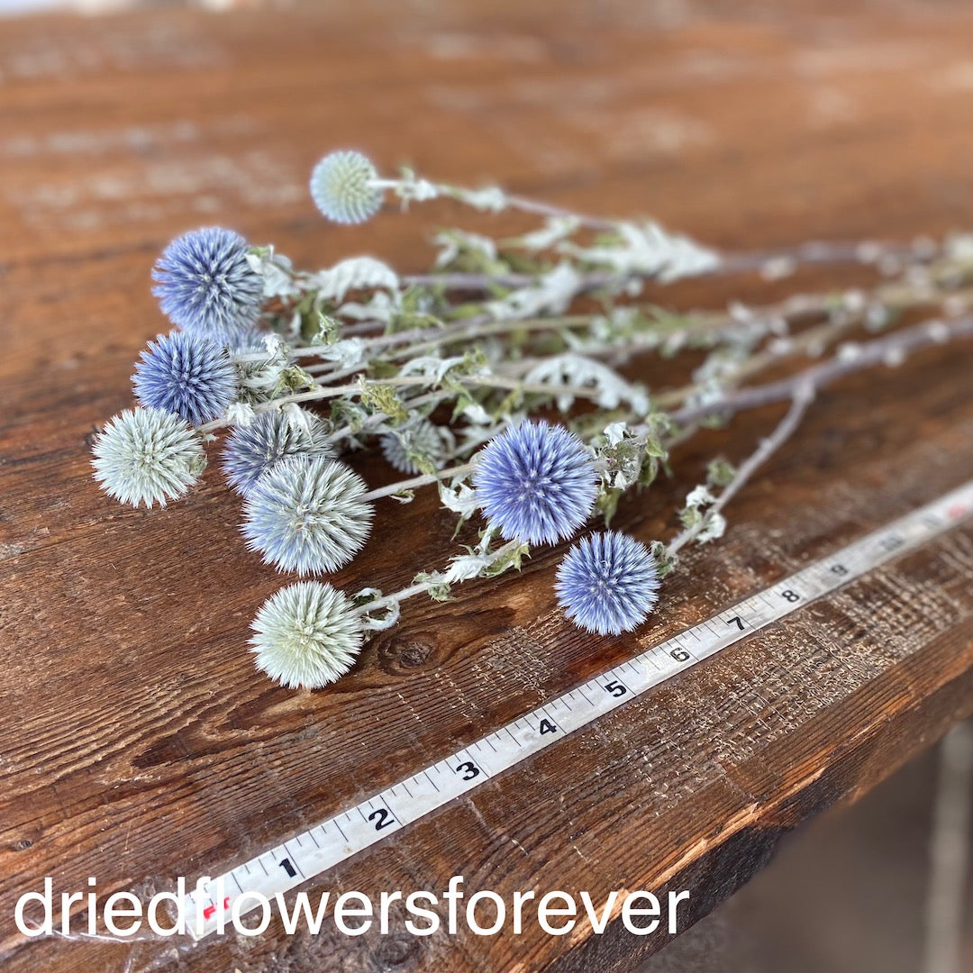 Blue Grey Purple Echinops Dried Flowers DIY