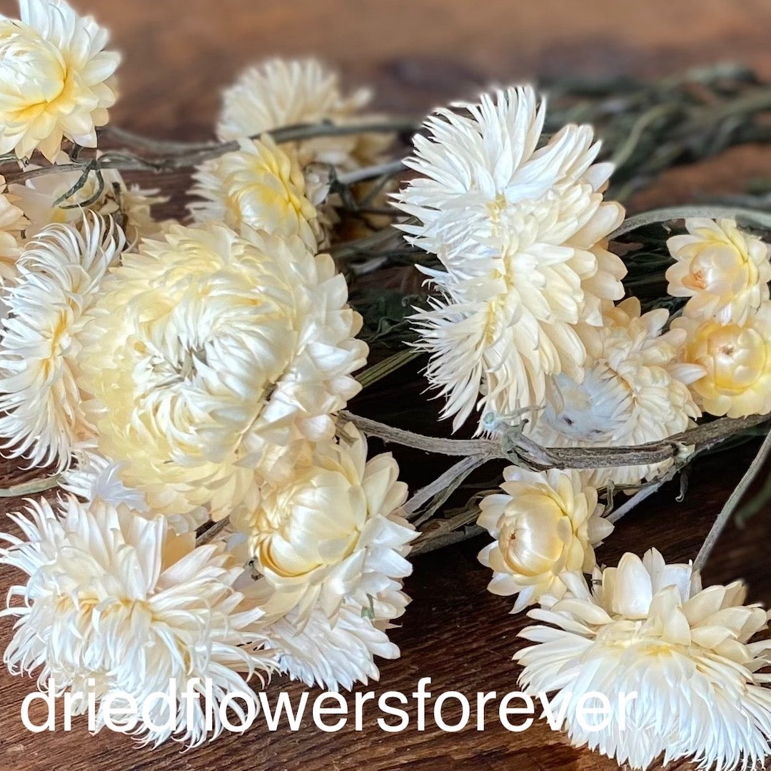 Cream White Ivory Stemmed Strawflowers Dried Flowers DIY
