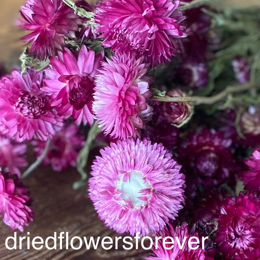 https://driedflowersforever.com/cdn/shop/products/Dark_Pink_Fuchsia_Straw_Strawflower_Flower_Dried_DIY.jpg?v=1672889085&width=1445