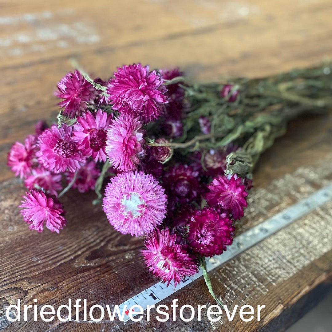 Dark Pink Fuchsia Straw Strawflower Flowers Dried DIY