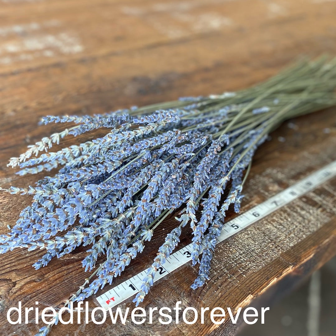 Dusty Purple Blue Gray Lavender French Dried Flowers DIY