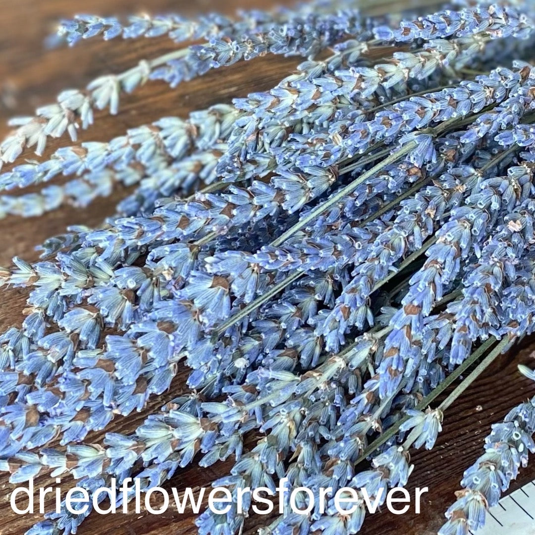 Dusty Purple Blue Grey Lavender French Dried Flowers DIY