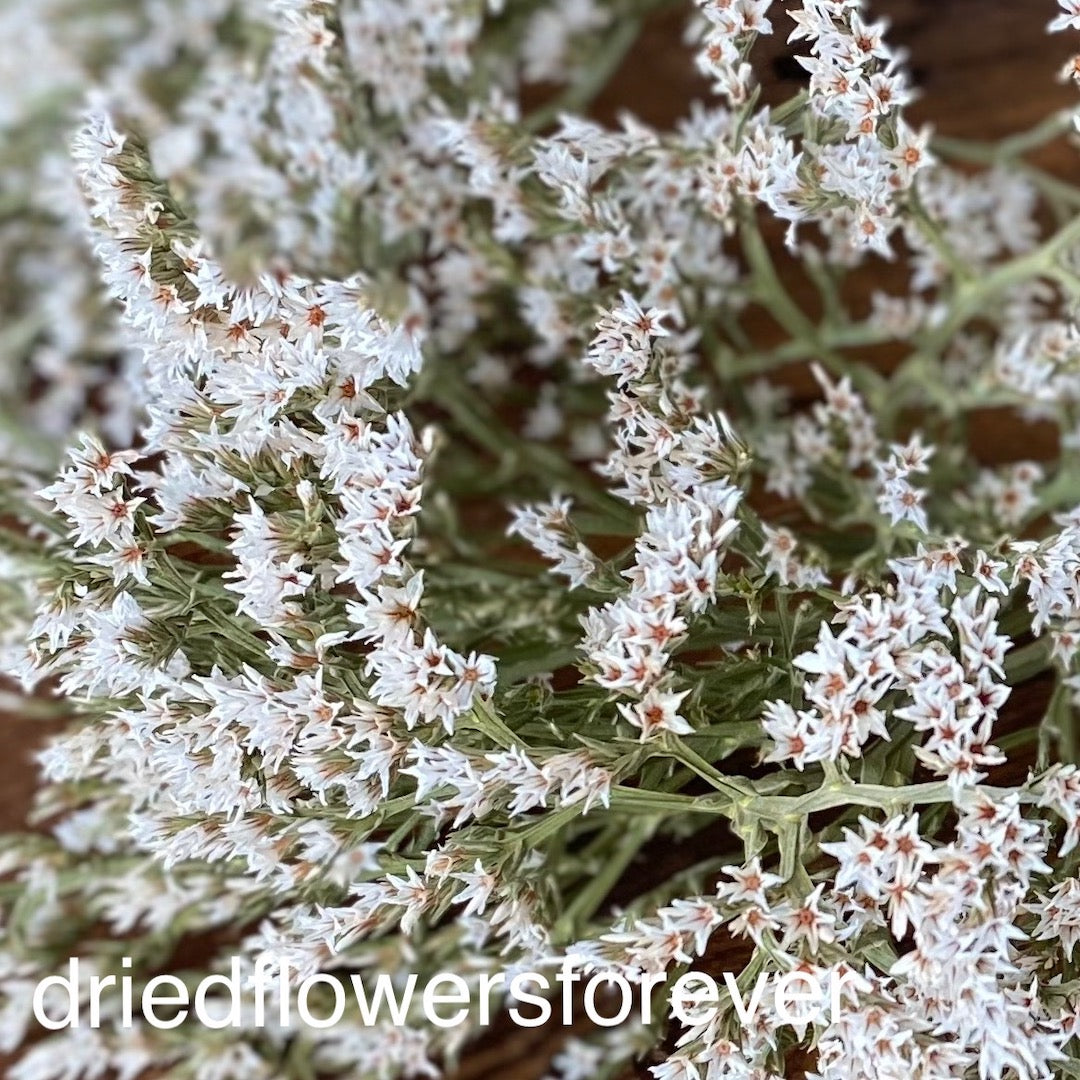 German Statice White Grey Dried Flowers DIY