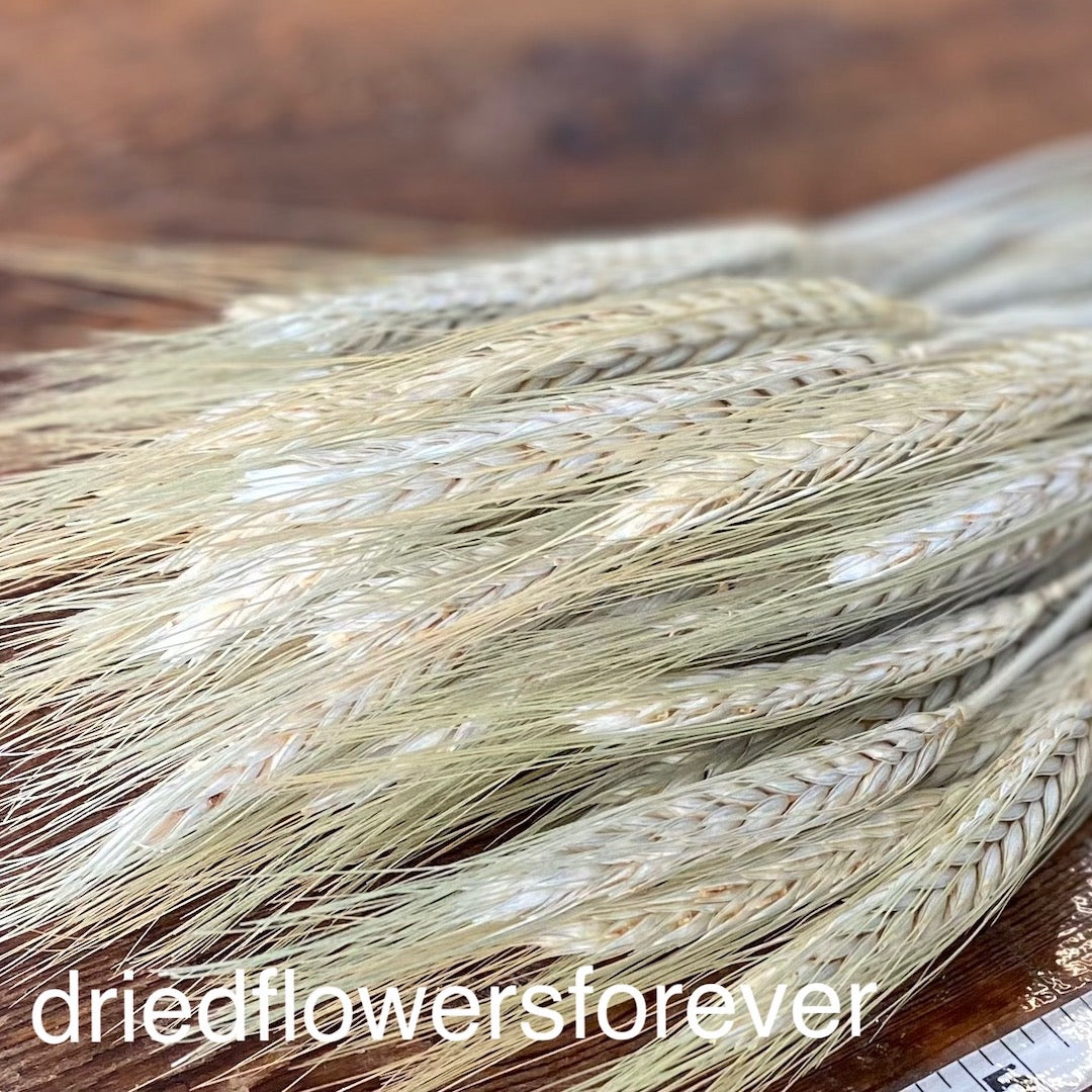 Green Awned Wheat Dried Flowers DIY