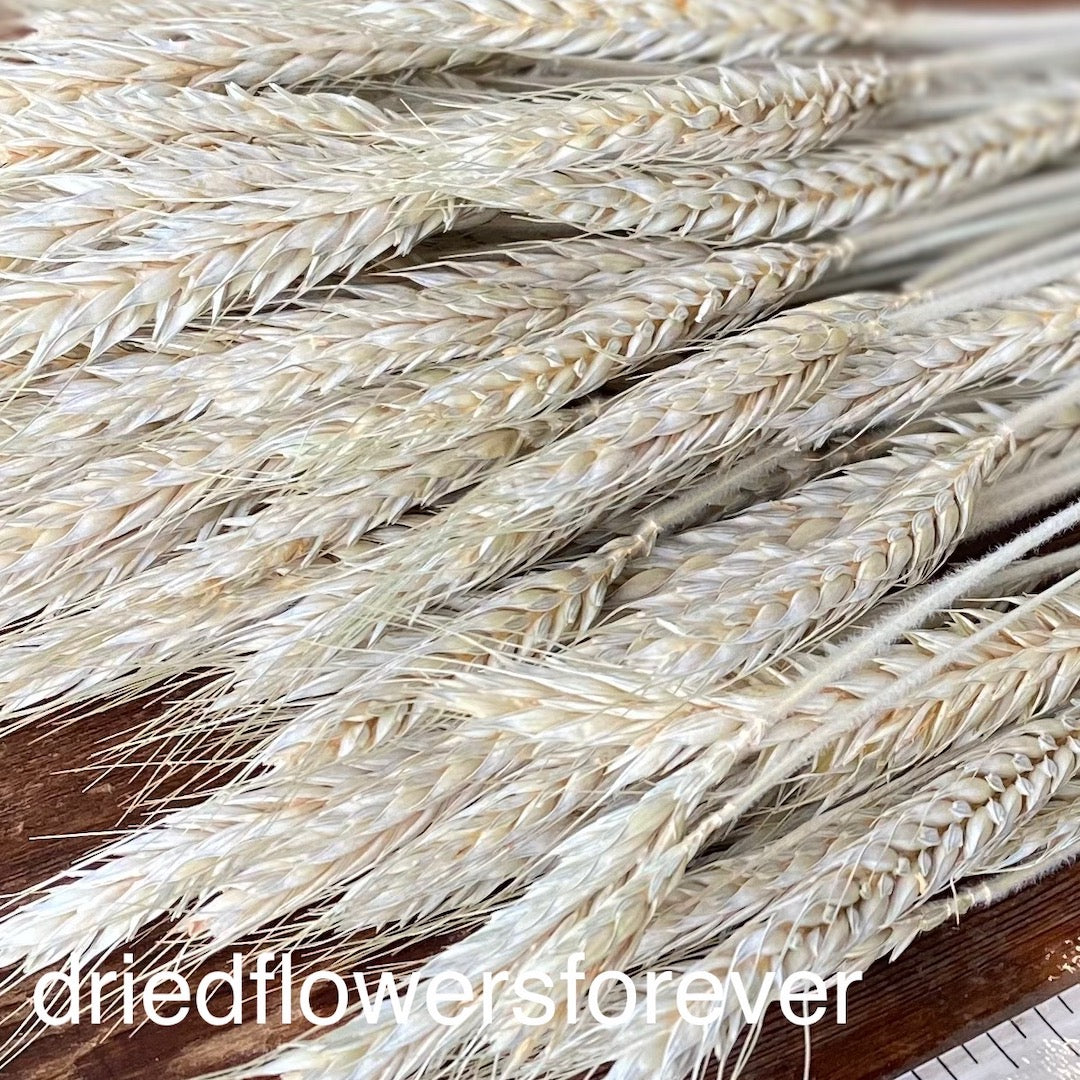 Green Awnless Wheat Dried Flowers Grain DIY