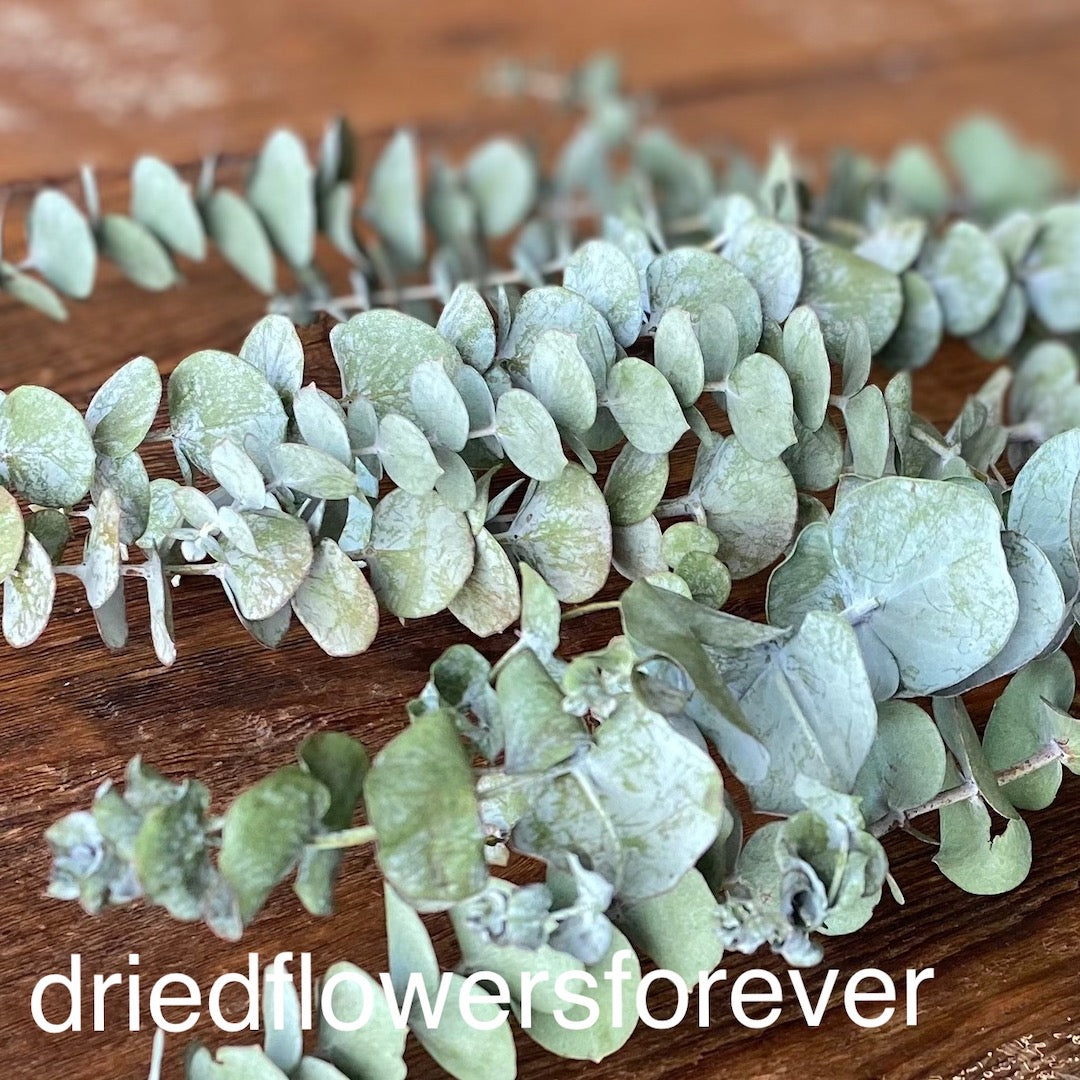 Green Eucalyptus Sprial Dried Flowers DIY