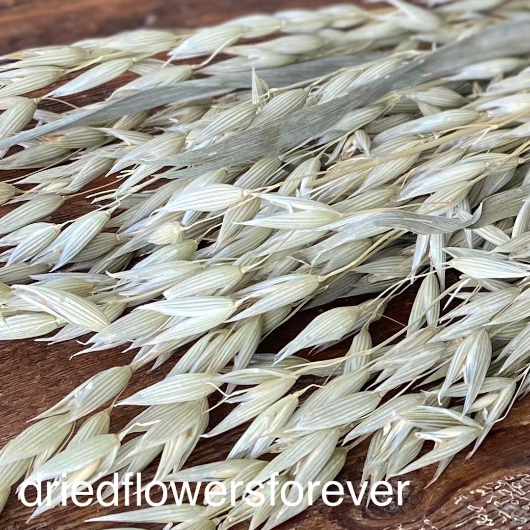 Green Oats Avena Grain Dried Flowers DIY