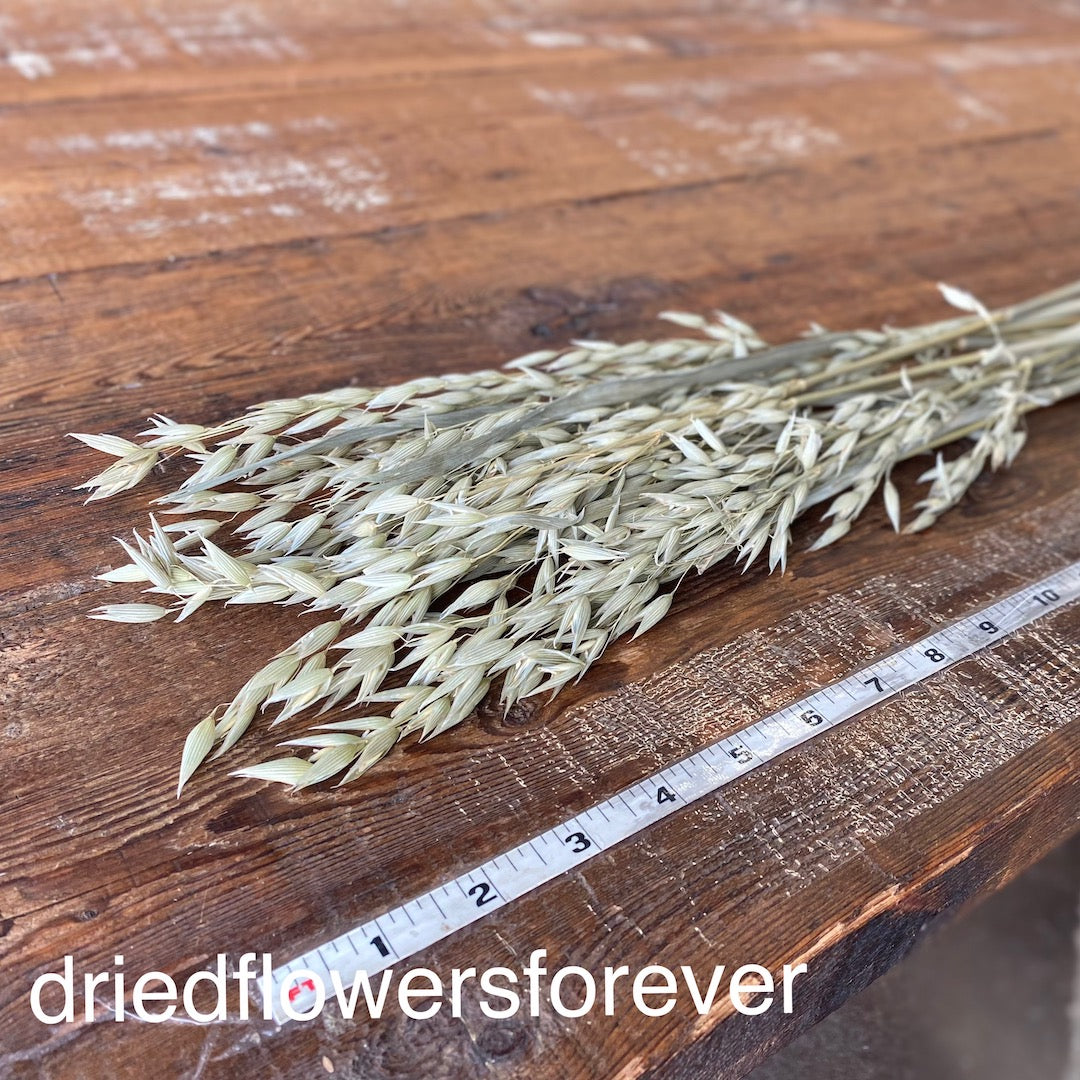 Green Oats Avena Grain Dried Flowers DIY