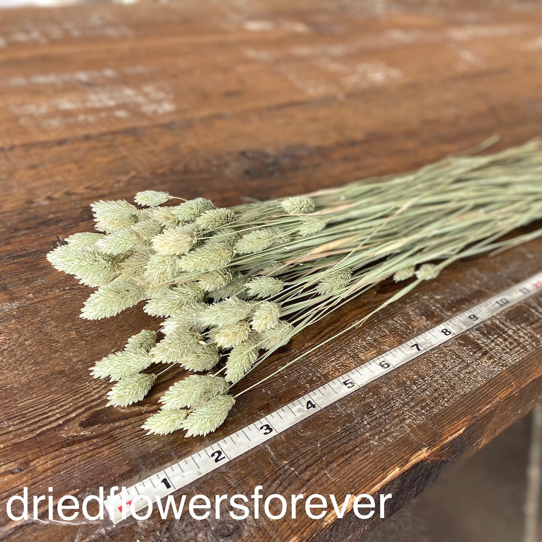 green phalaris dried flowers diy