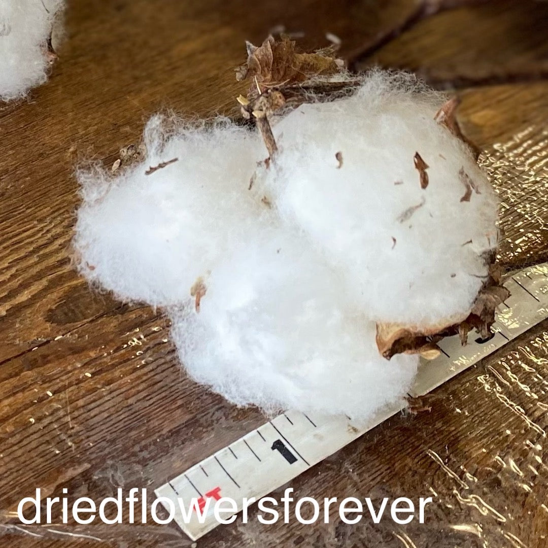Natural White Ivory Cotton Dried Flowers DIY