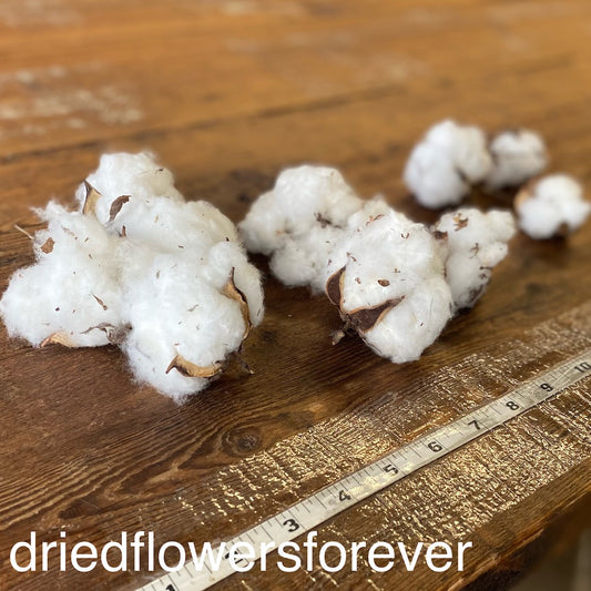 Natural White Ivory Cotton Dried Flowers DIY