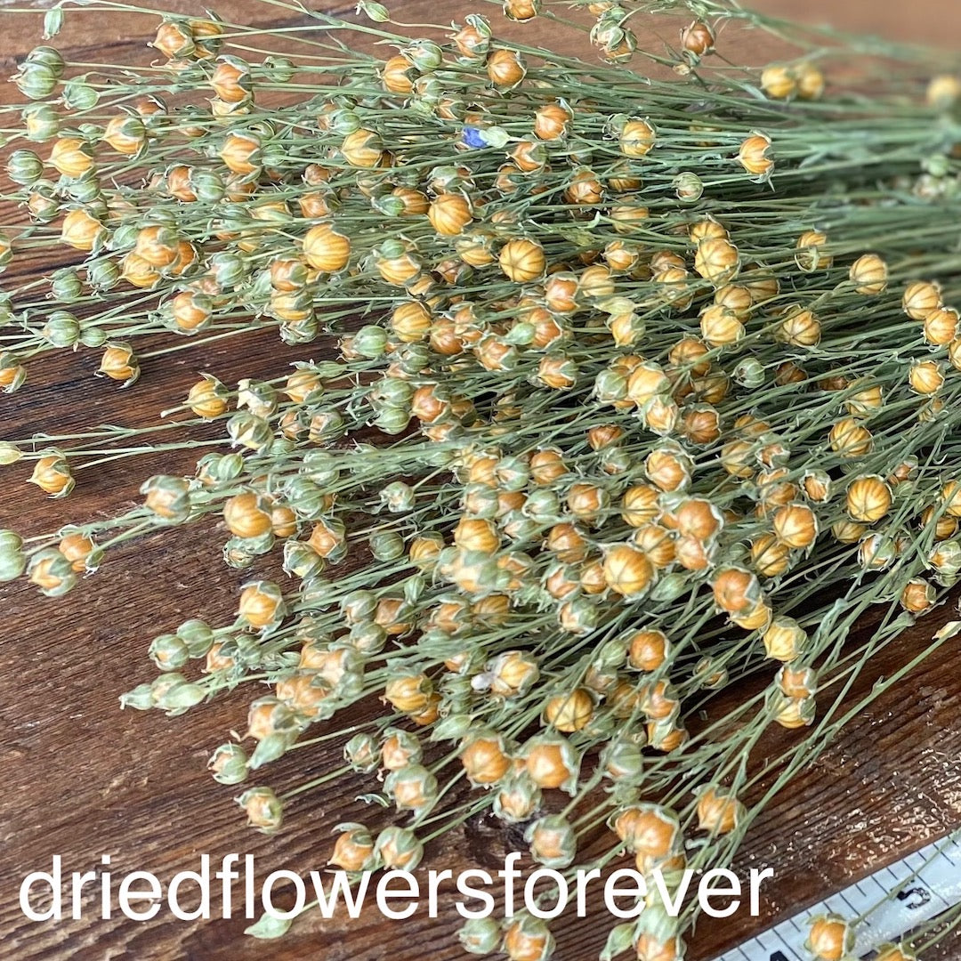 Neutral Flax Linum Dried Flowers DIY