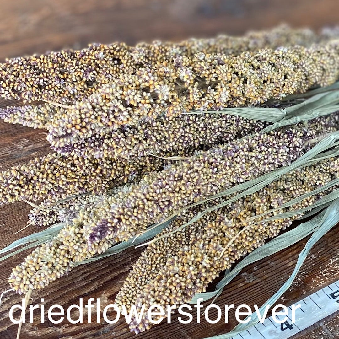 Neutral Highlander Millet Dried Flowers DIY