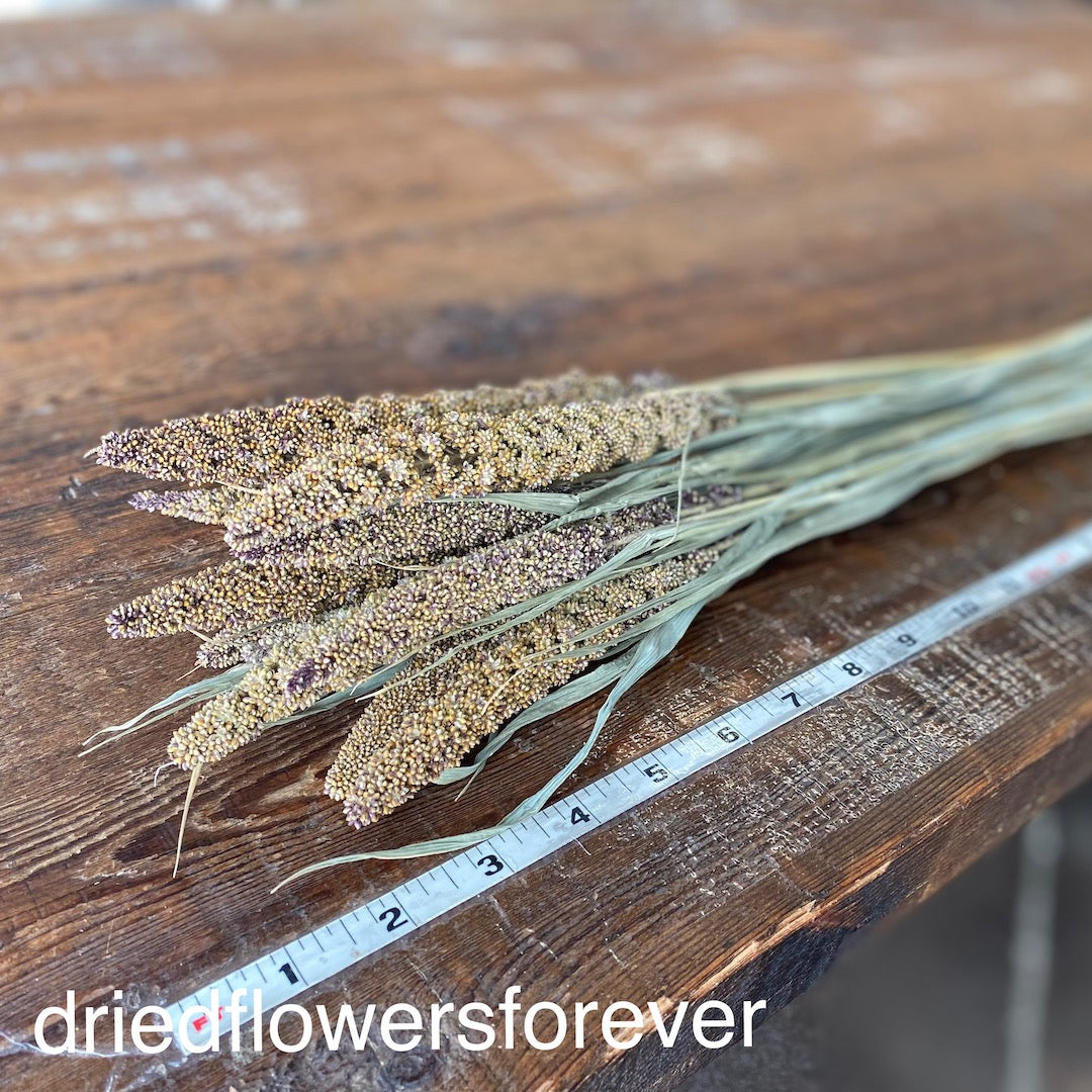 Neutral Highlander Millet Dried Flowers DIY