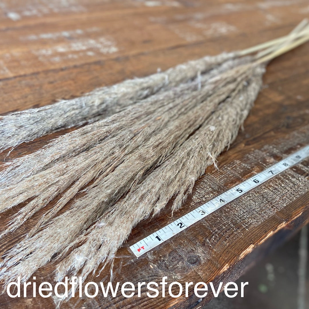 Neutral Natural Pampas Grass Dried Flowers DIY