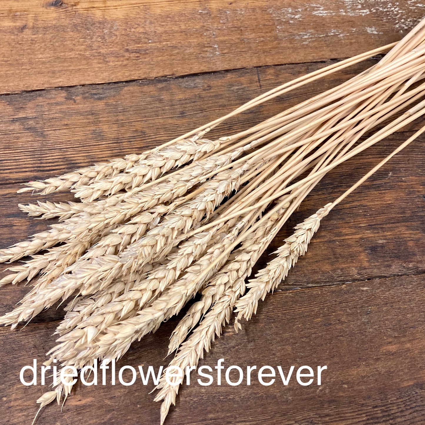 Neutral Tan Awnless Wheat Grain Dried Flowers DIY