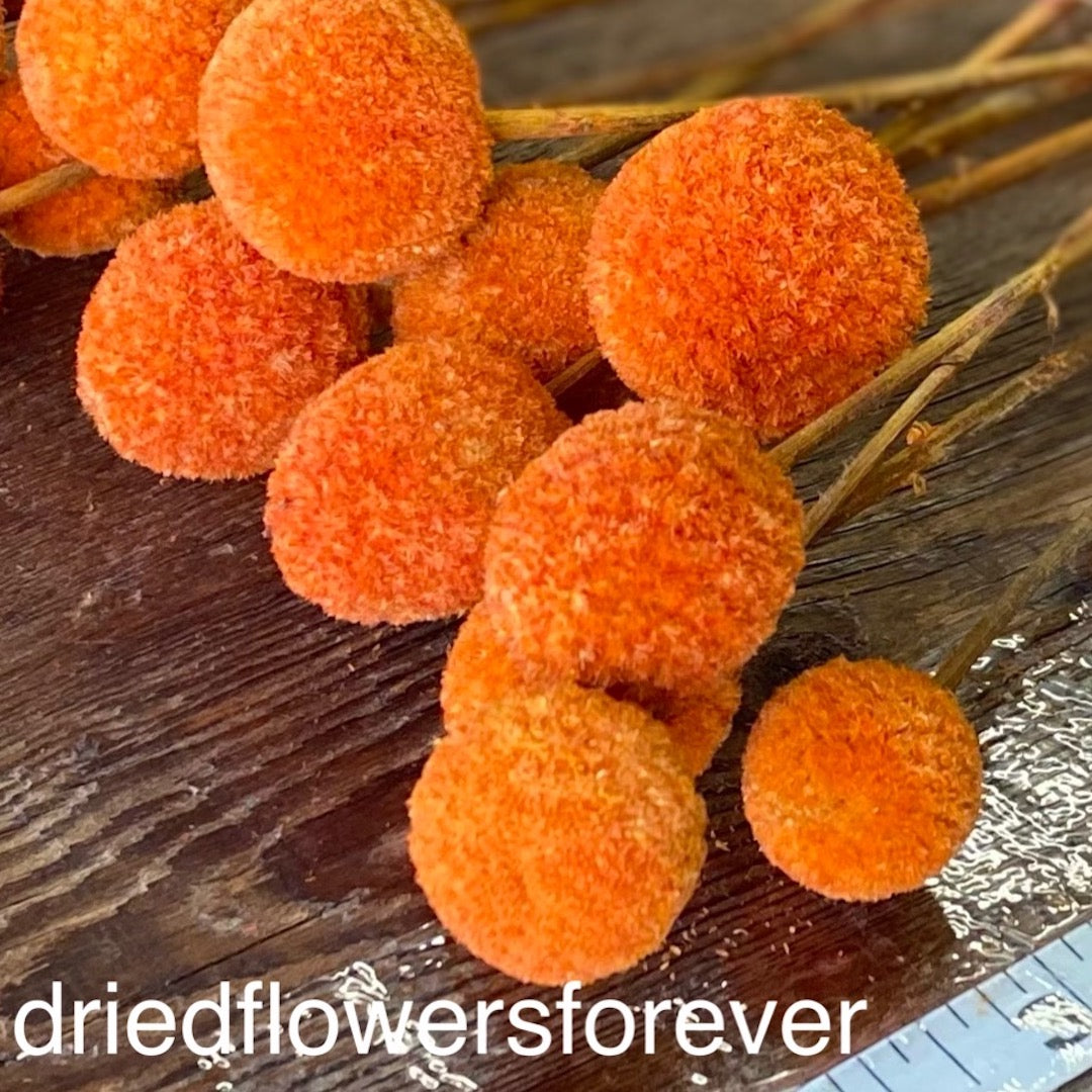 Orange Billy Balls Craspedia Dried Flowers DIY