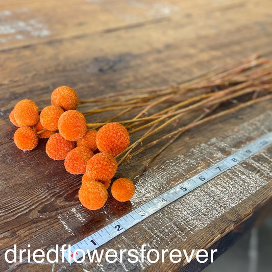 Orange Billy Balls Craspedia Dried Flowers DIY