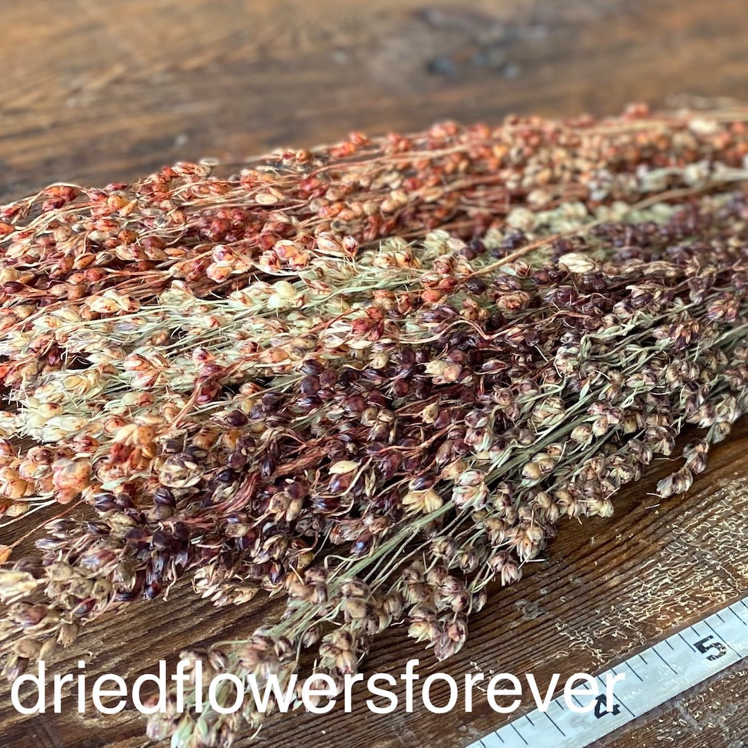Orange Broom Corn Dried Flowers DIY