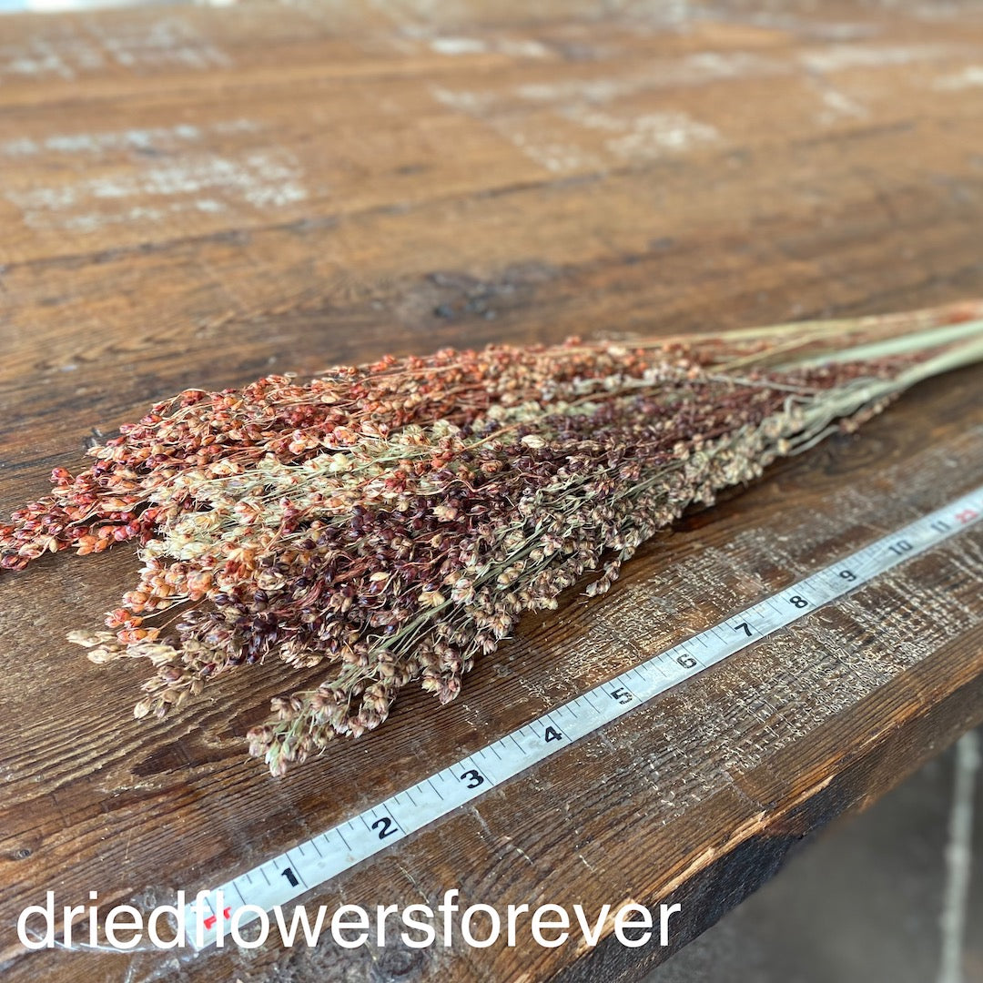 Orange Broom Corn Dried Flowers DIY