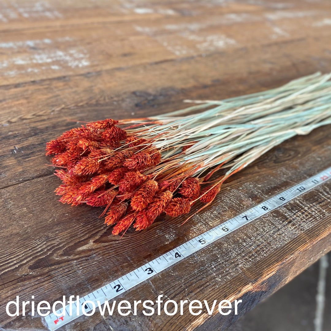 Orange Phalaris Scarlet Dried Flowers DIY