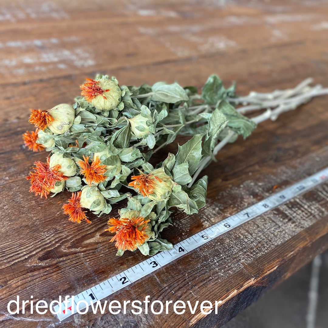 Orange Scarlet Safflower Dried Flowers DIY
