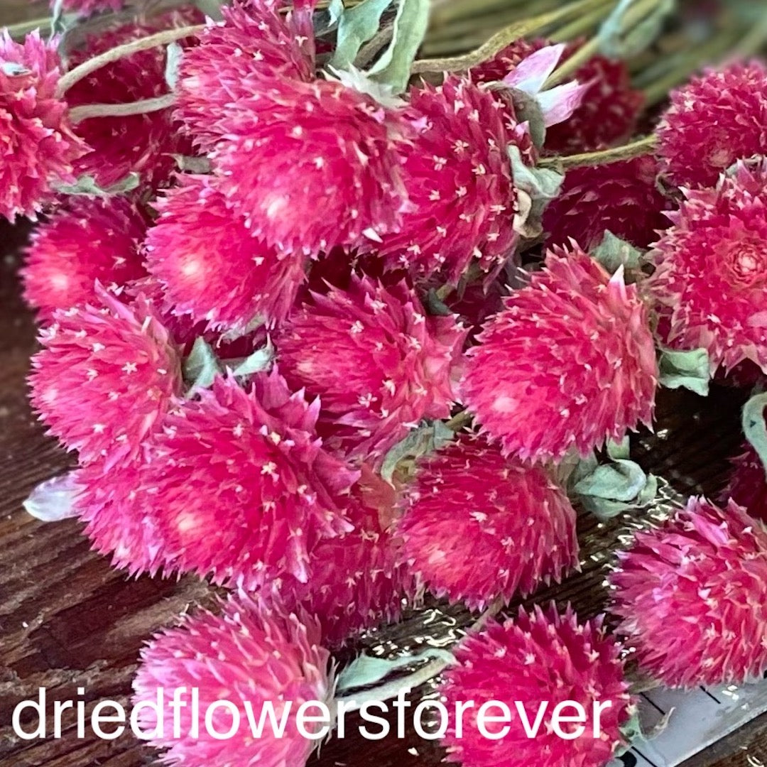 Pink Fuchsia Globe Amaranth Gomphrena Dried Flowers DIY