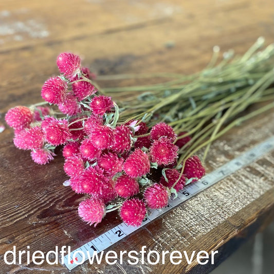 Pink Fuchsia Globe Amaranth Gomphrena Dried Flowers DIY