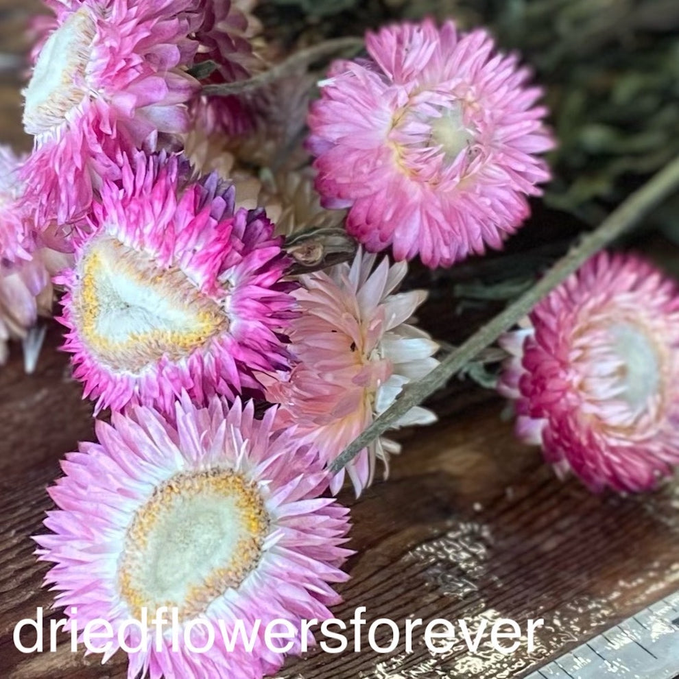 Strawflowers (Helichrysum) Pink Dried Flowers Forever DIY