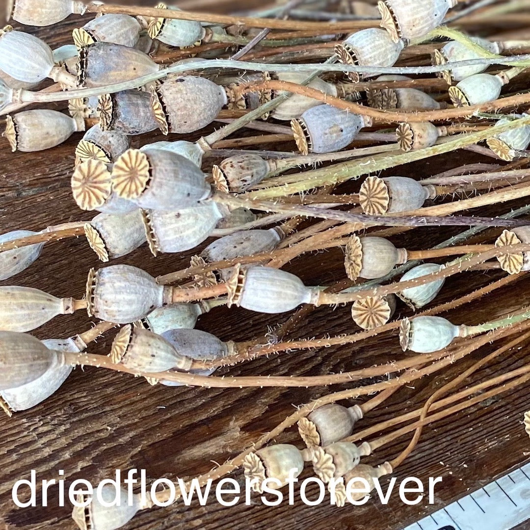 Poppy Pods Dried Flowers DIY Tan Neutral