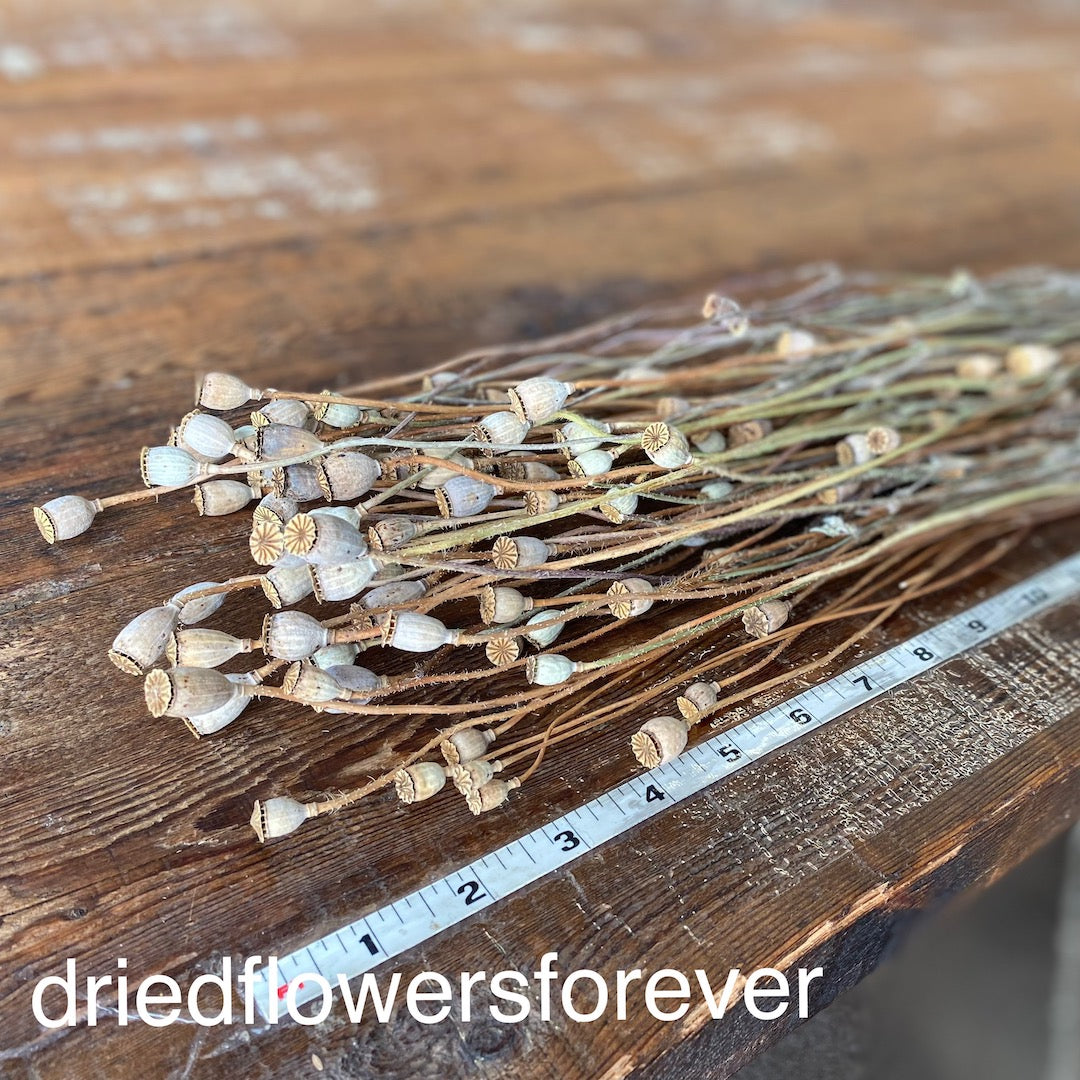 Poppy Pods Dried Flowers DIY Tan Neutral