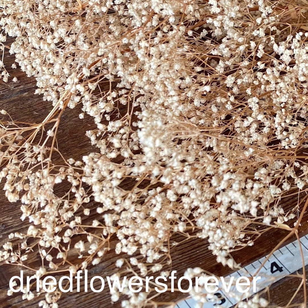 Baby's Breath - Gypsophila - Preserved - Dried Flowers Forever - DIY
