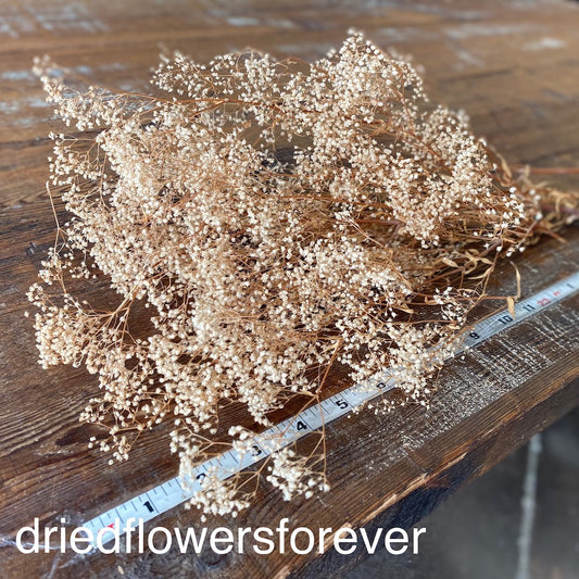 DIY Preserved Neutral Tan Gypsophila Babys Breath Dried Flowers