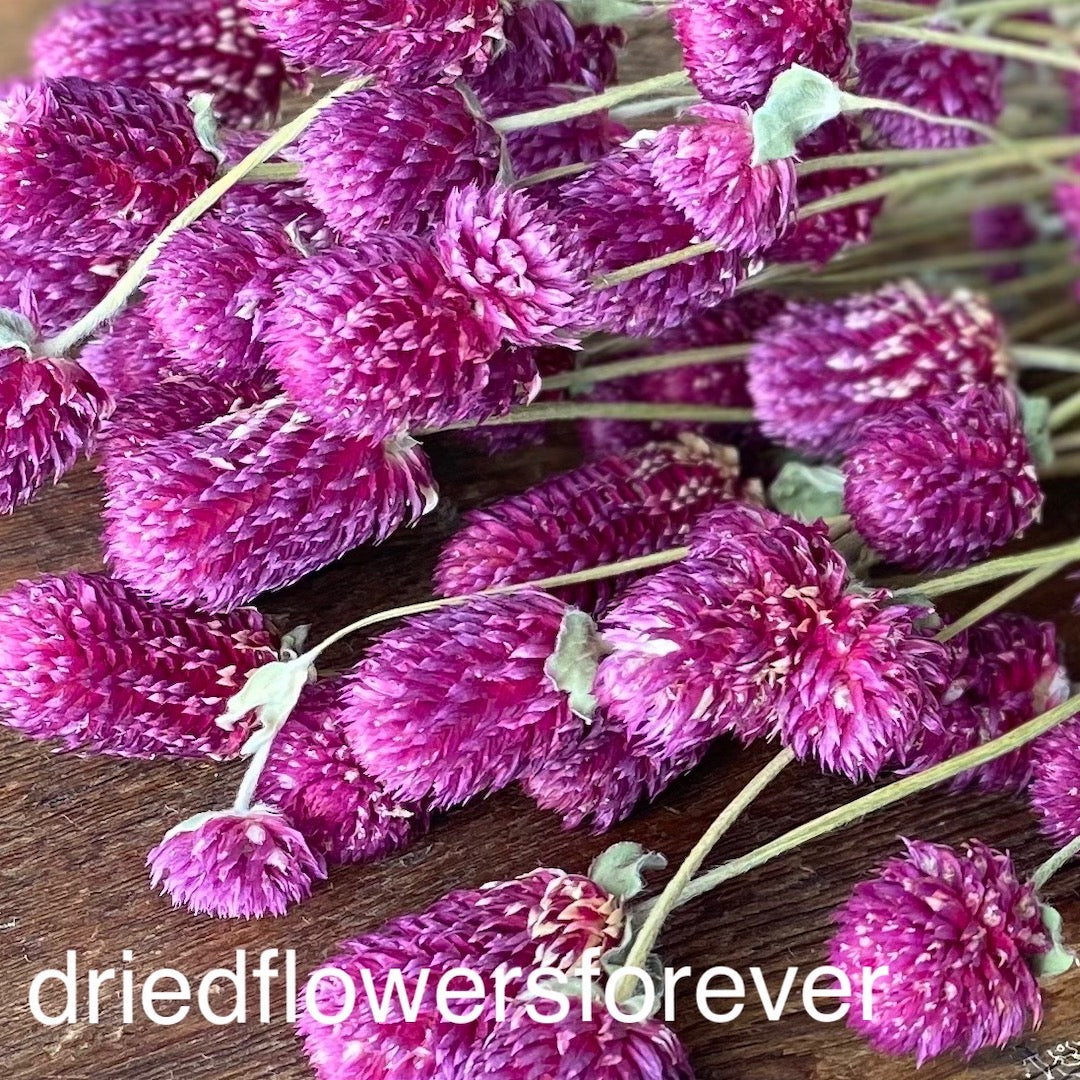 Purple Gomphrena Globe Amaranth Dried Flowers DIY
