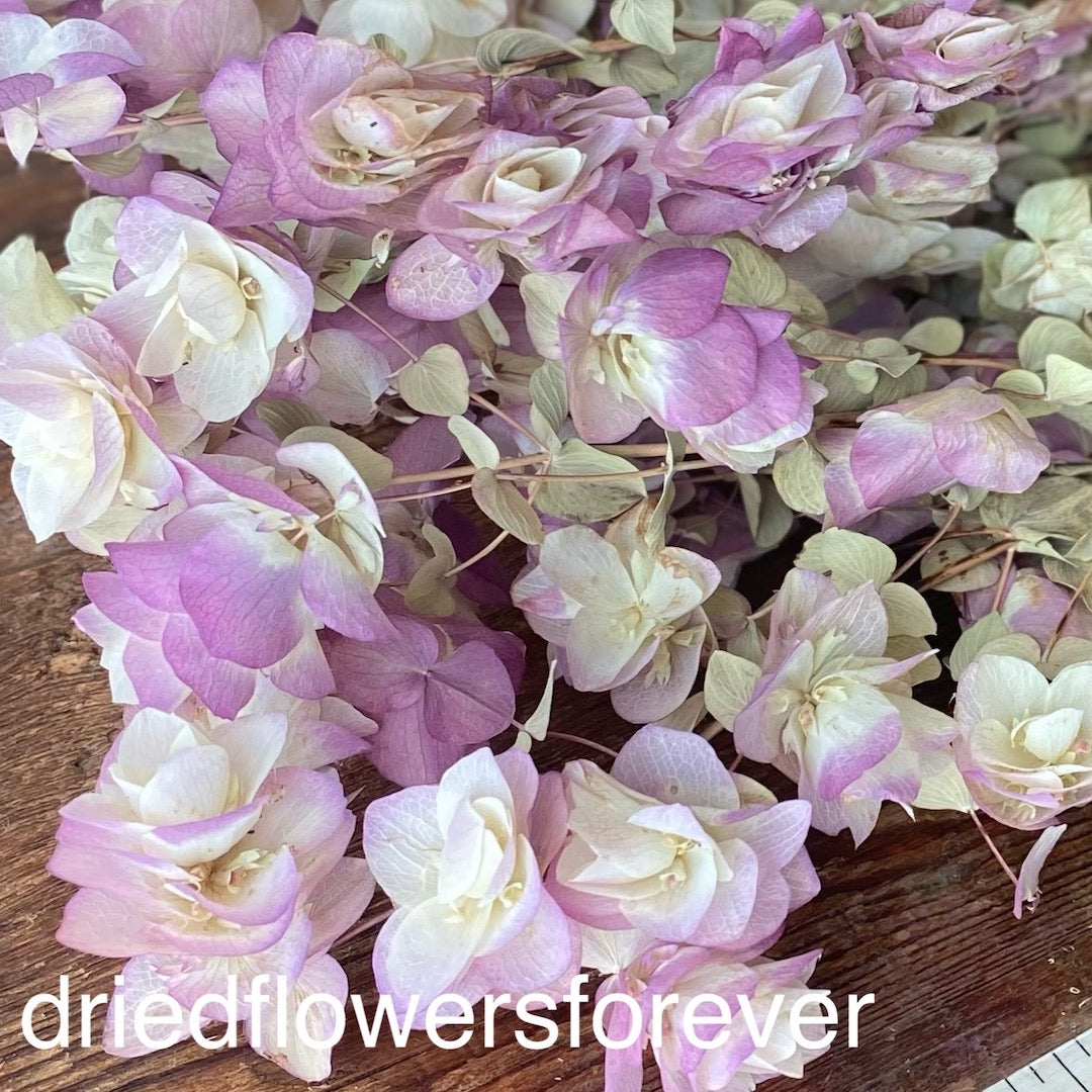 Purple Kent Beauty Oregano Dried Flowers DIY