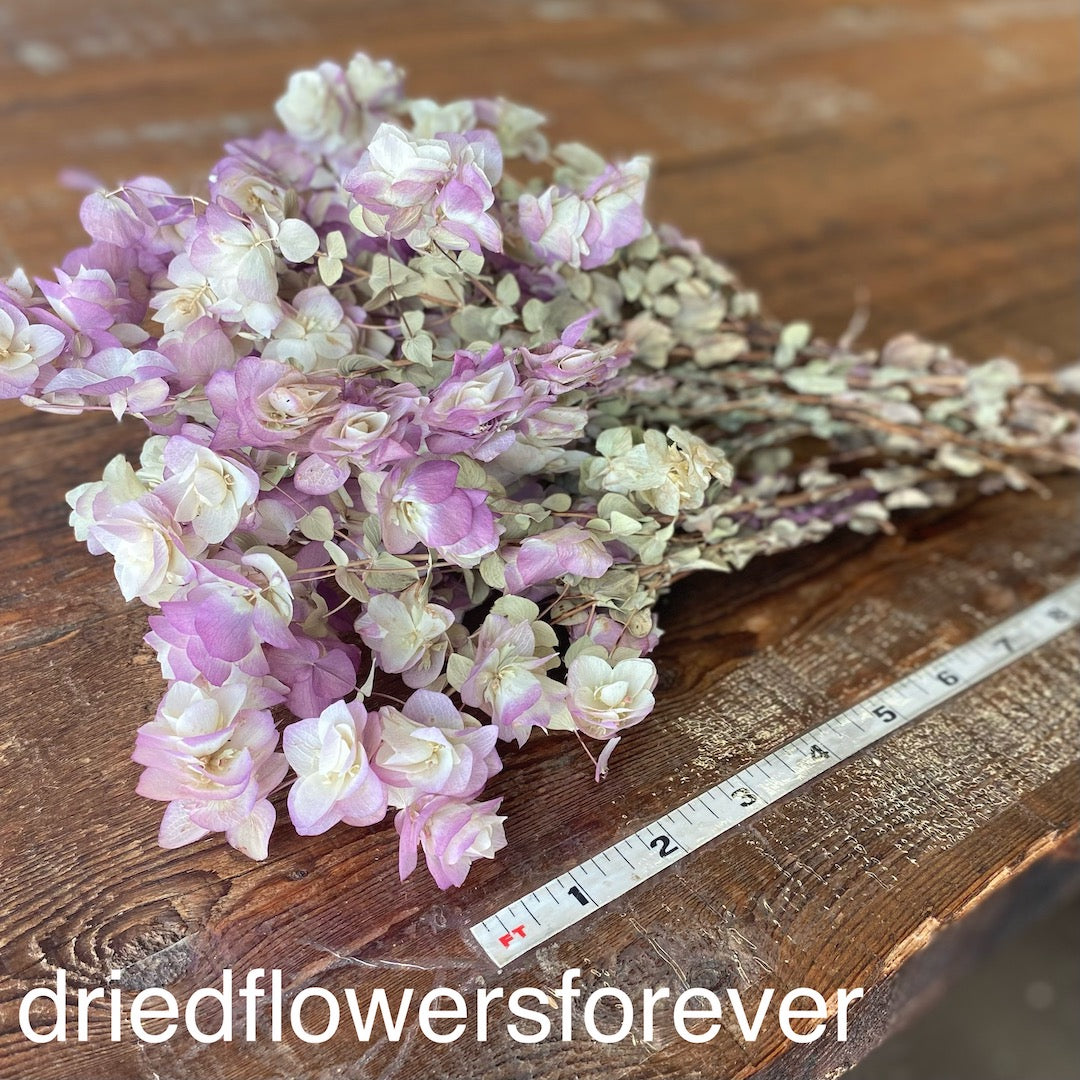 Purple Kent Beauty Oregano Dried Flowers DIY
